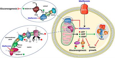 Role of Mitochondria in the Mechanism(s) of Action of Metformin